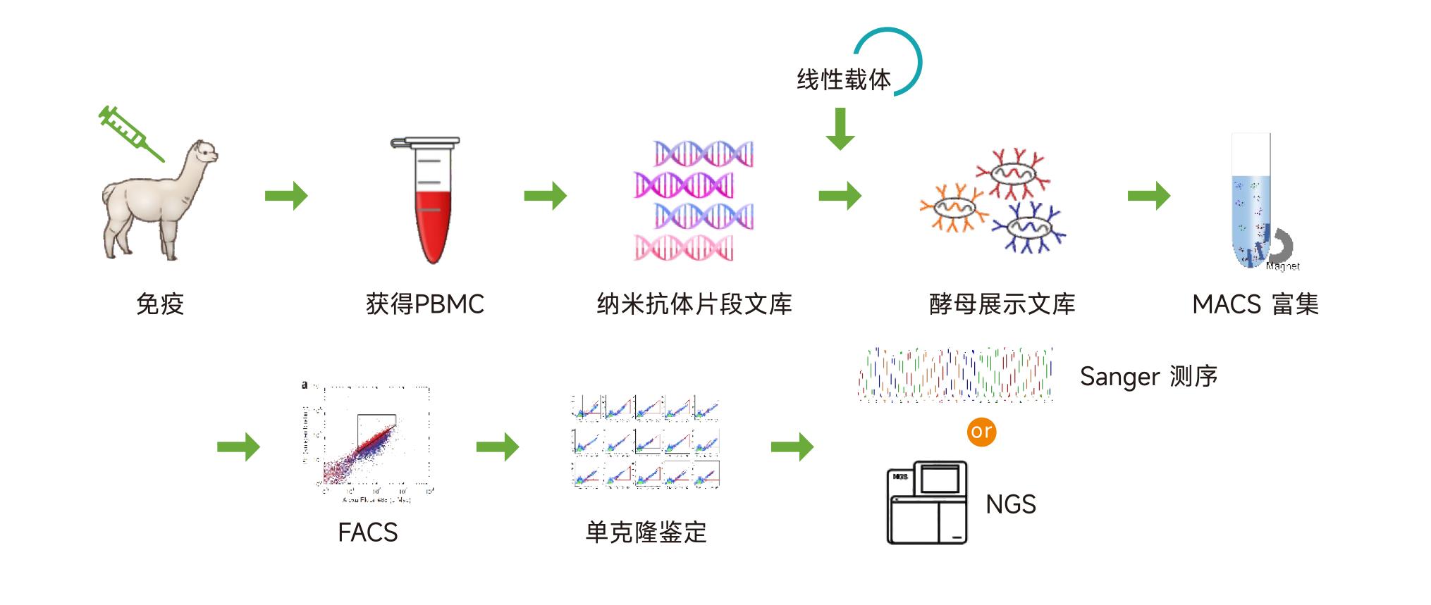 納米抗體服務(wù)三折頁-2.png 納米抗體服務(wù)三折頁-2.png